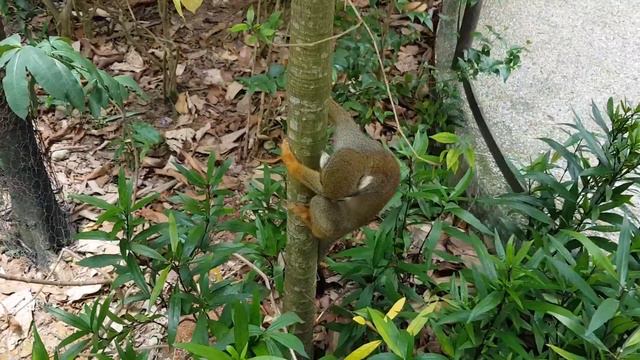 Singapore river safari смотреть онлайн
