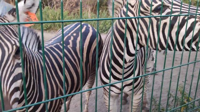 Зоопарк Старый Оскол 9.09.2019 зебры смотреть онлайн