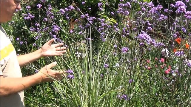 Tuto jardin: miscanthus sinensis Variegatus : Taille et entretien: Plante vivace смотреть онлайн