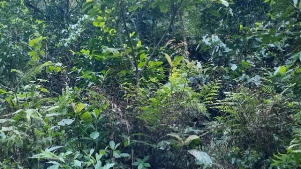 go trap. detect. hideout of the bad guys | save pets [survival]. alone & live off the grid