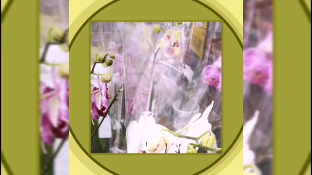 Growing and Caring of Beautiful Indoor Orchids [Orchidaceae] смотреть онлайн