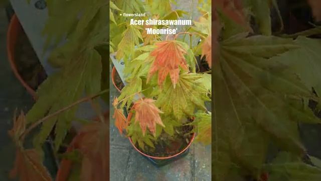Японский Клён ширасавы 'Мунрайз' | Acer shirasawanum 'Moonrise' | @FlowersLand смотреть онлайн