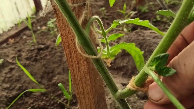 29 мая ОТЧЁТ проделанных подкормок ТОМАТОВ смотреть онлайн