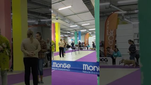 МЕЖДУНАРОДНАЯ ВЫСТАВКА СОБАК ВСЕХ ПОРОД МКС IKU В ЧАЙНА ТАУН 13 сентября 2020 смотреть онлайн