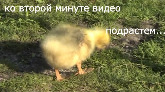 Гуси серые крупные смотреть онлайн