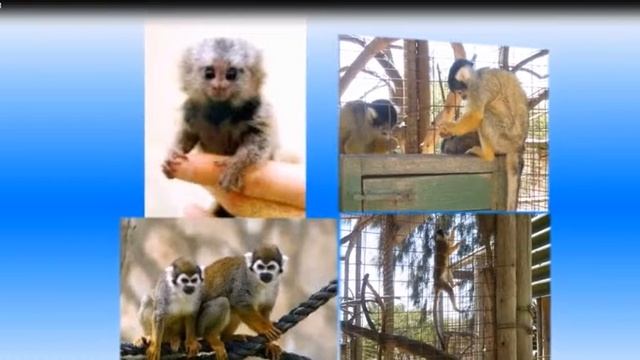 Обезьянки. Самые маленькие обезьянки. смотреть онлайн