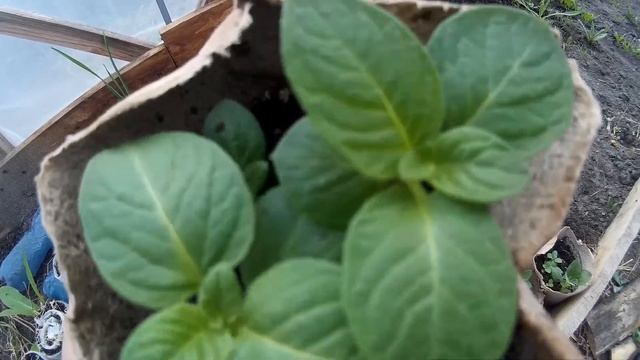 семенной картофель на своем участке 2-й год выращивания смотреть онлайн