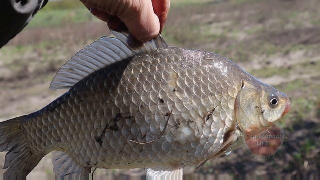 Самая недооцененная наживка на крупного карася и карпа осенью. Кукуруза вареная в специальной воде. смотреть онлайн
