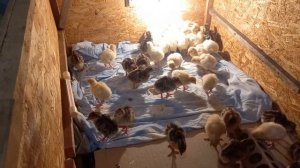 Индюшата! Уход и содержание в первые недели!