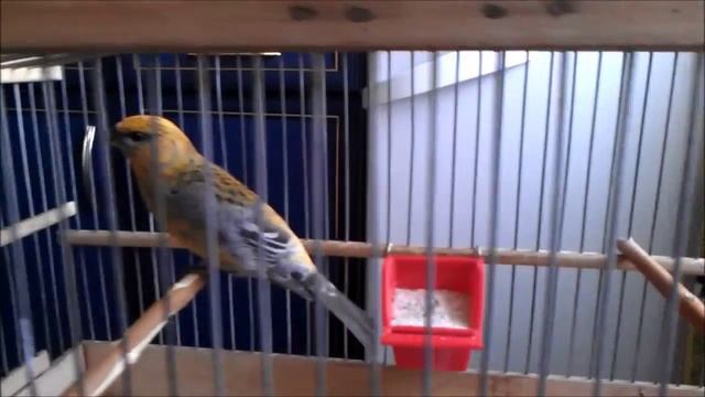 Мой Щур Редкая Птичка birds птицы лесные Pine Grosbeak смотреть онлайн