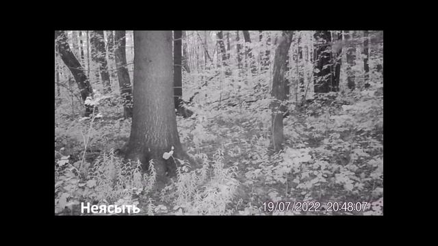 Из жизни пернатых Фотоловушка Заповедник Нургуш смотреть онлайн