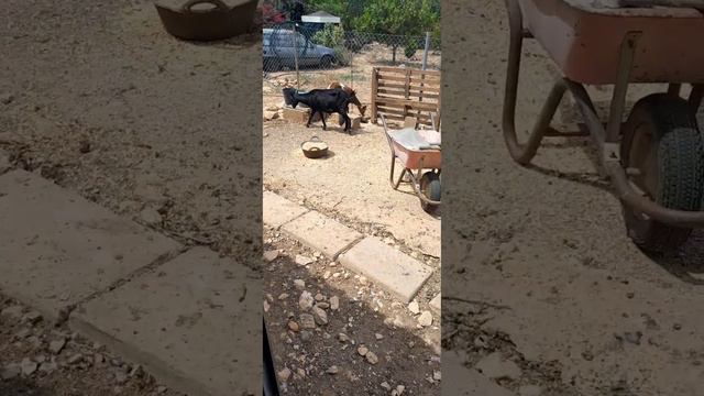 Петух не желец, и я хочу подписчиков....какой я не хороший человек....🤣🤣🤣 смотреть онлайн