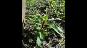 Черенкование АКТИНИДИИ