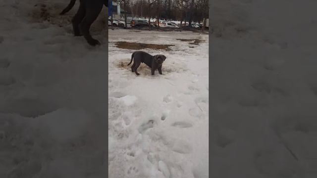 кане корсо Ваня. Гуляем по грязному Питеру смотреть онлайн