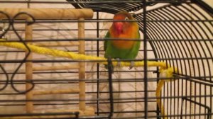 Болезни неразлучников