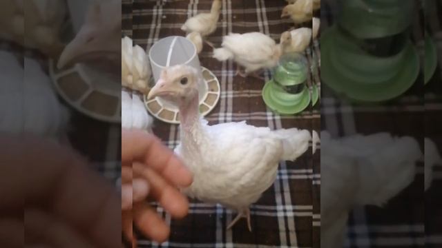 Лучшая пропойка для индюшат 100% выживаемость.