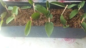 Как укоренить жимолость.Размножение жимолости.