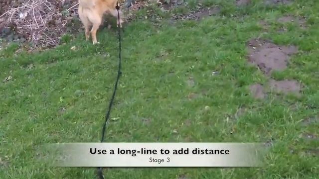 Tc Dog Training's 'Three Point Whistle Recall Training' смотреть онлайн