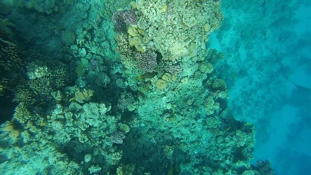 Snorkeling. Бухта Sharks Bay. Красное море. Египет.