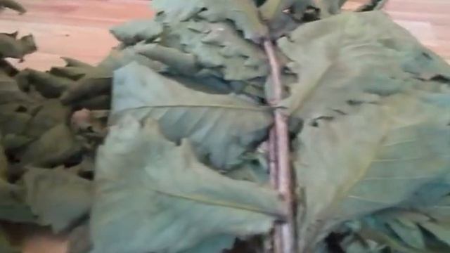 Банный веник для бани дуб Монгольский высшего сорта смотреть онлайн