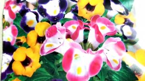 Торения. Выращивание из семян.