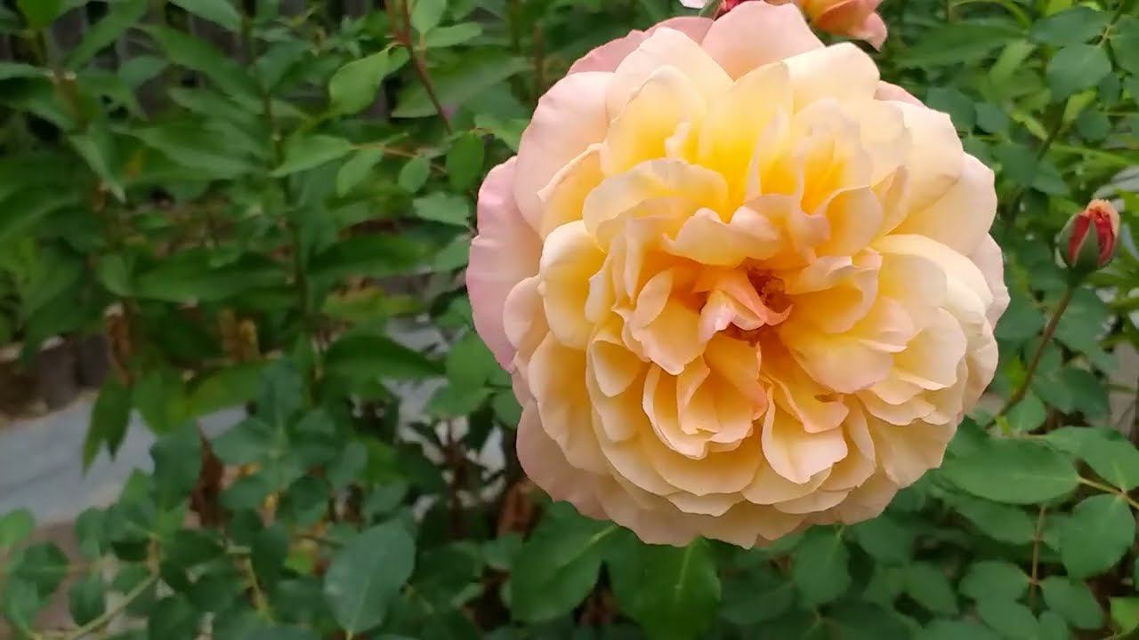 Летний обзор. Вторая волна цветения роз смотреть онлайн