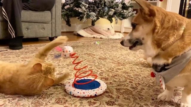 Corgi and Cat vs Ball on a Spring !!! смотреть онлайн