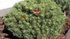 Сосна горная Бенжамин (pinus mugo benjamin) ? Бенжамин обзор: как сажать, саженцы сосны Бенжамин