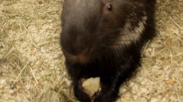 САМОЕ ОЧАРОВАТЕЛЬНОЕ И ОПАСНОЕ ЖИВОТНОЕ - ДИКОБРАЗ!