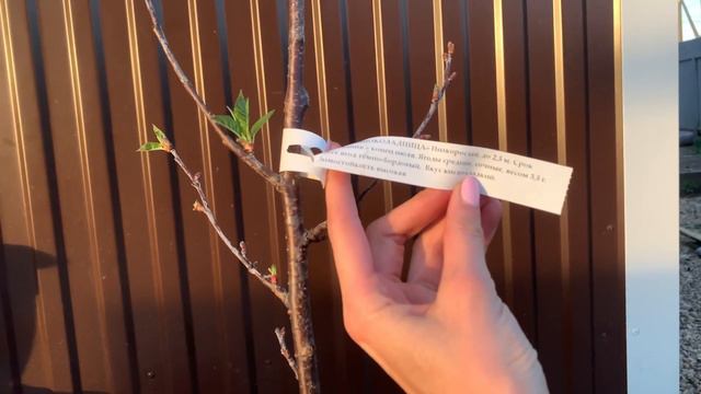 В огороде чистота, а дома бардак / Покупка новых саженцев : Слива, Жимолость, Вишня / Влог смотреть онлайн