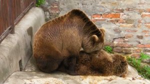 Mating Brown Bears - Ursus arctos arctos - Parenje mrkih medveda