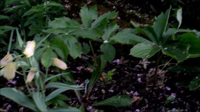 South Flisk Garden Spring 2020 смотреть онлайн