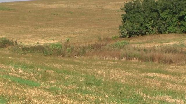 Среднеазиатская борзая ТАЗЫ смотреть онлайн