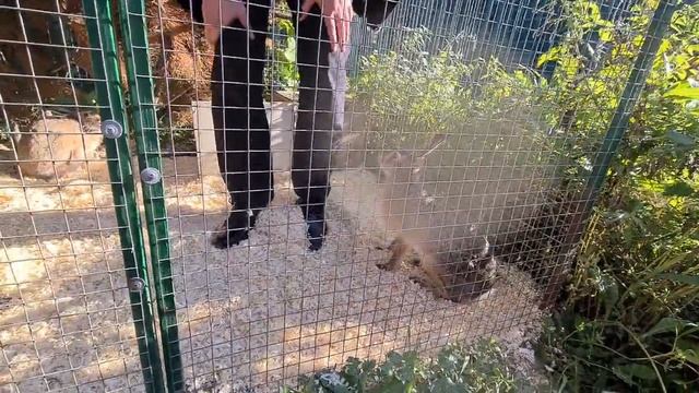 Зайцы Vs Малик-в-черном