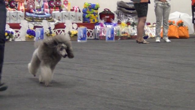 00118XXIII Национальная выставка пуделей 28.05.2017 --MON RENESSANS CHANSON DE LA VIE смотреть онлайн
