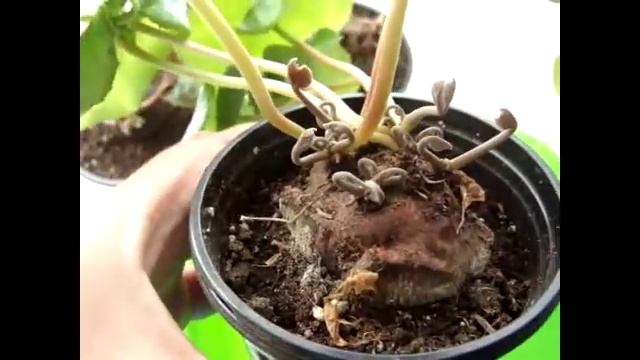 Цикламен уход (Cyclamen) Цикламены после периода покоя. смотреть онлайн