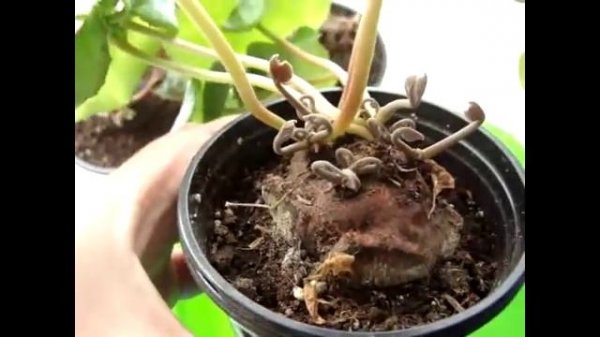 Цикламен уход (Cyclamen) Цикламены после периода покоя.