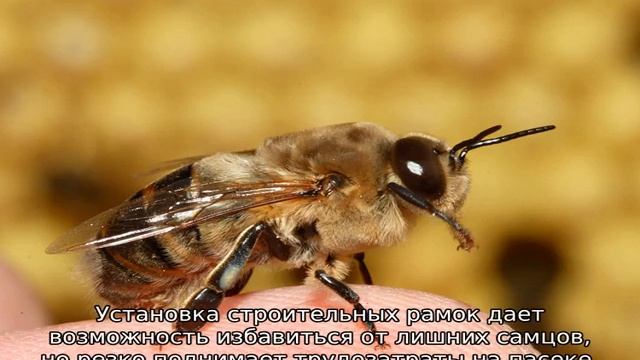 Кто такой трутень смотреть онлайн