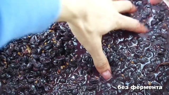 Обзор фермента Lallzyme EX-V. (Бес)Полезный тест. Часть 1 смотреть онлайн