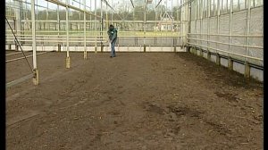 Технология выращивания лилий и тюльпанов от луковицы до цветка. Часть 1 - Лилии