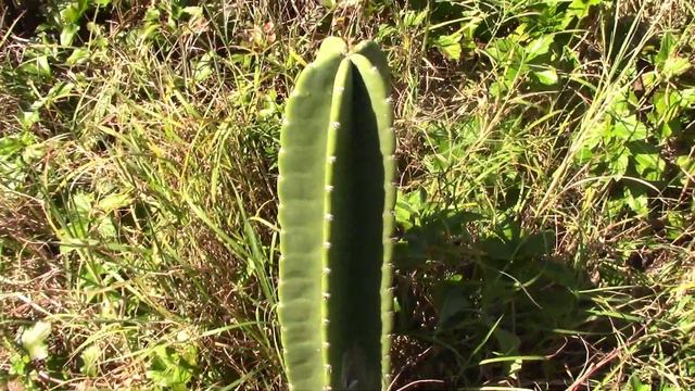 Grow Food! Grow APPLE cactus!! Why the heck would you grow "Dragon" Fruit!!?? смотреть онлайн