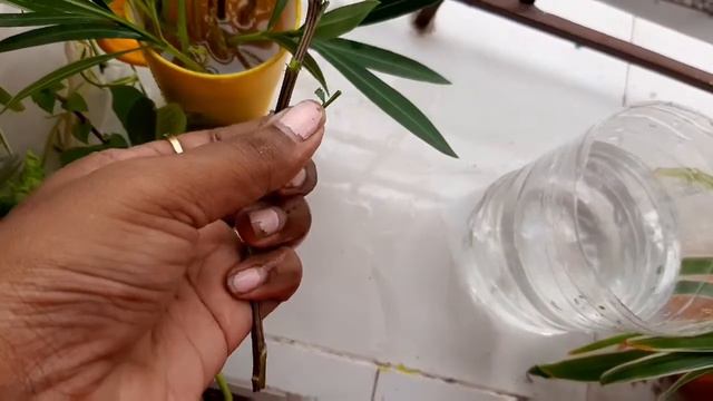 Grow Cuttings In Just 3 Days: A Unique Method।।In Hindi. смотреть онлайн