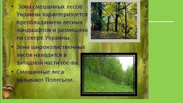 ОЗОШ N8Урок природоведения 4 класс Смешанные леса.Растительный и животный мир зоны смешанных лесов. смотреть онлайн