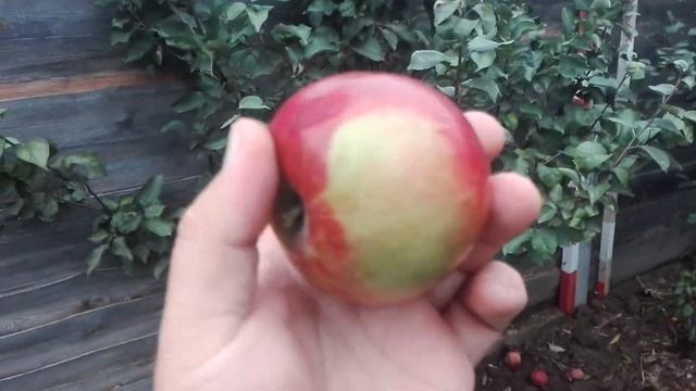 ЯБЛОНЯ РАН. ЗИМНЯЯ СОРТ ОРЛИК (РОССИЯ) Е. Н. Седов ВНИИСПК смотреть онлайн