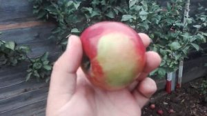 ЯБЛОНЯ РАН. ЗИМНЯЯ  СОРТ ОРЛИК (РОССИЯ) Е. Н. Седов ВНИИСПК