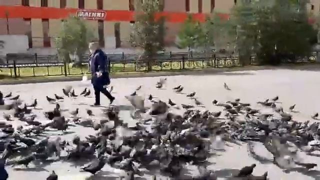 Кормления голубей в короновирус смотреть онлайн