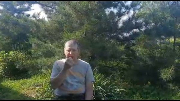 Сравнение сортов Чамора Туруси и Цунаки