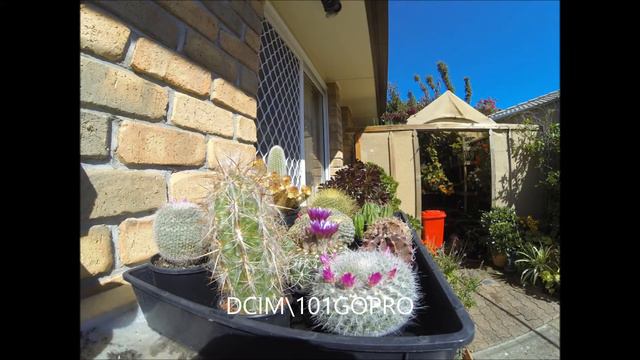 Cactus Flowers Opening in Time Lapse смотреть онлайн