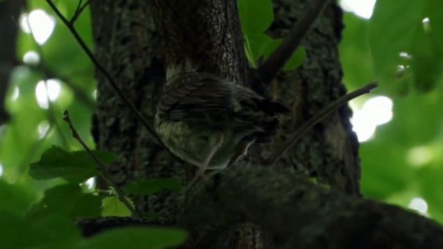 Дроздик из молодого поколения