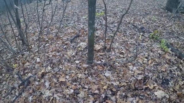 Опята 2019! Грибники Самары! Огонь! Начала сбора! смотреть онлайн